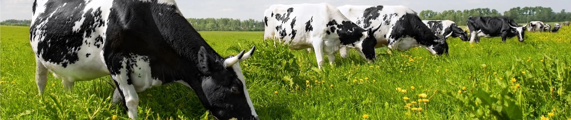 AGRILIVESTOCK & FEED TAIWAN