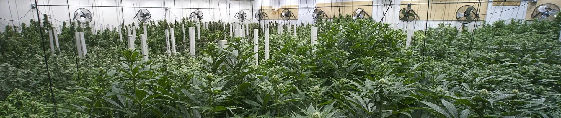AIHEF - Asia International HEMP Expo & Forum