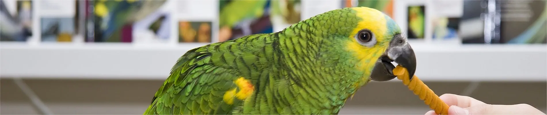 Animals’ & Veterinary Days