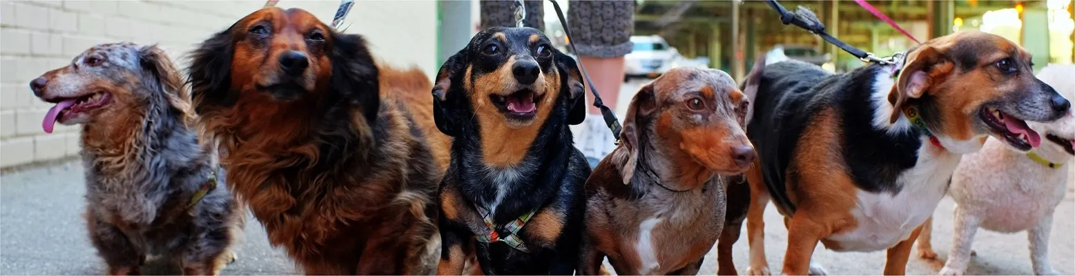 Barmstedt Dog Fair