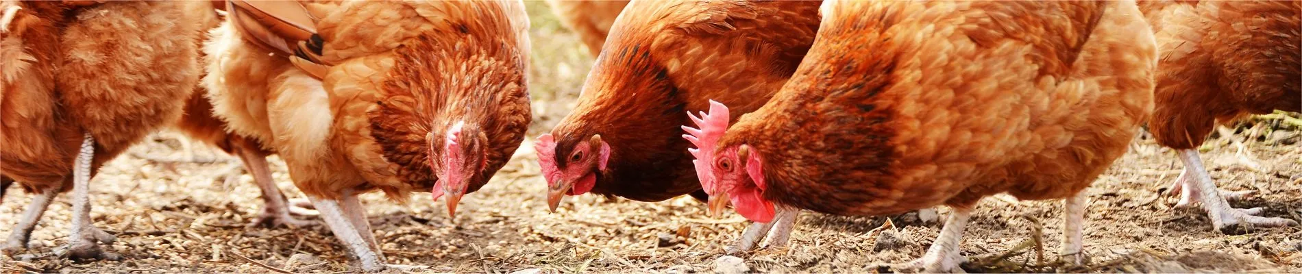 German Young Poultry Show