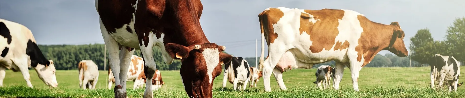 J-AGRI LIVESTOCK