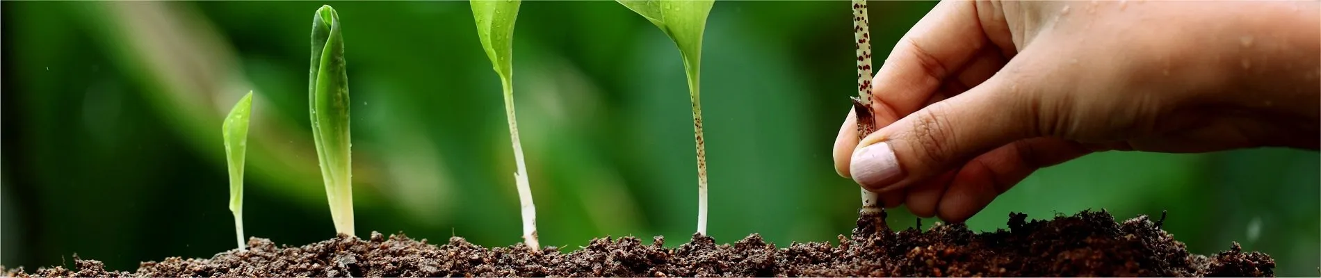 Paysalia