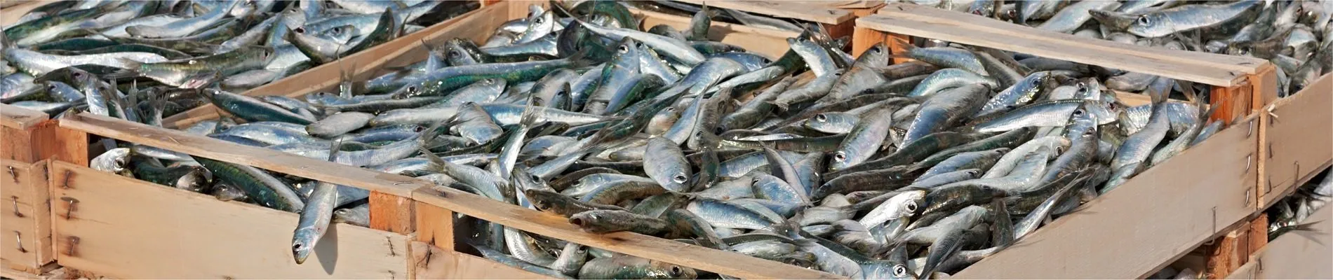 Seafood Expo North America