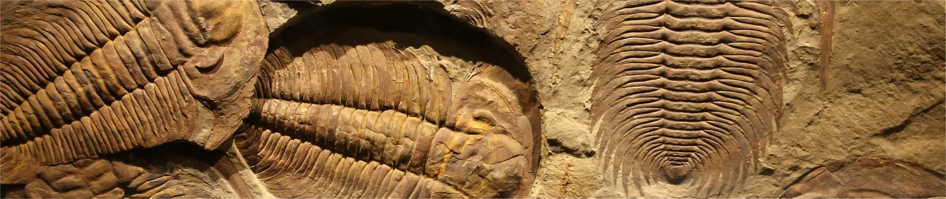 Solnhofen Fossil Days (Solnhofener Fossilientage)