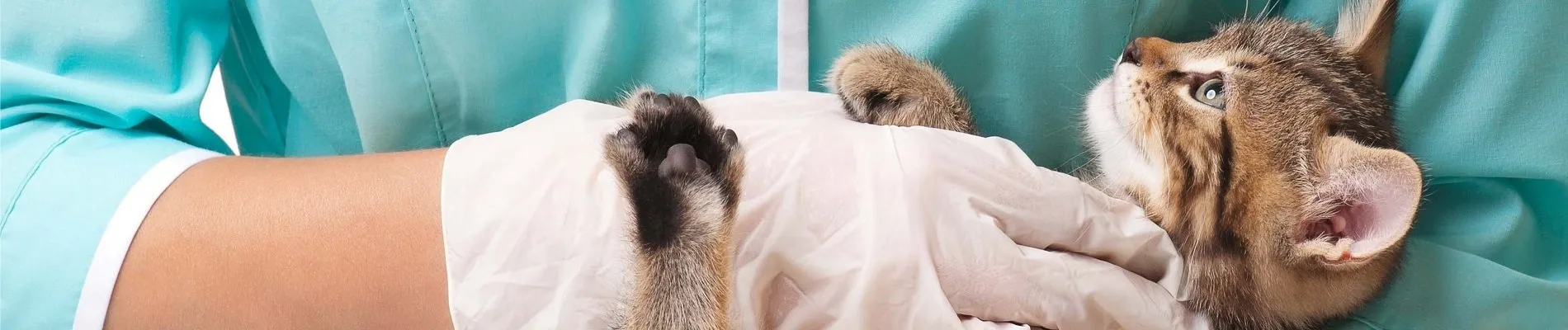 The VET Expo