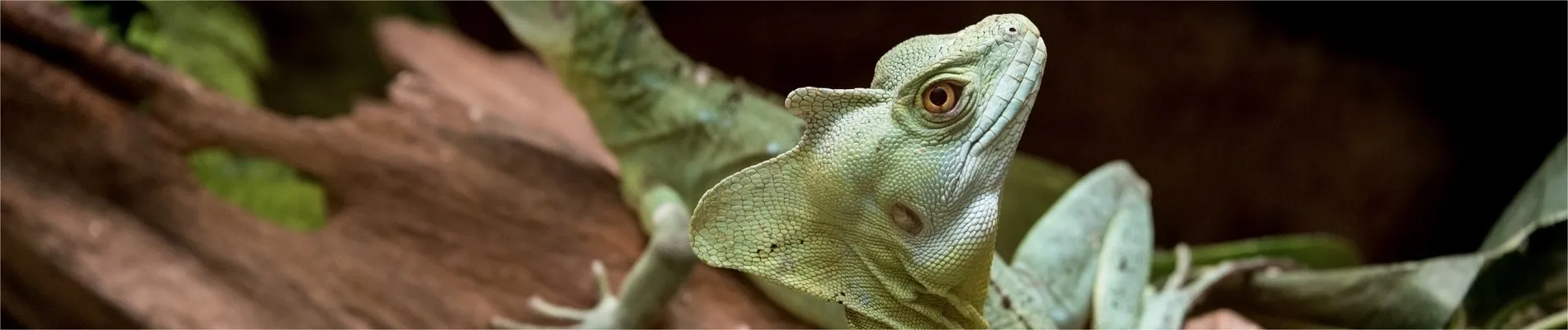 ZIVA EXOTIKA