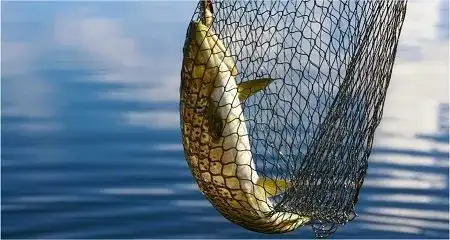 Fisheries