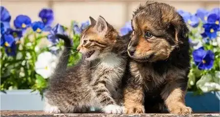 Pet
