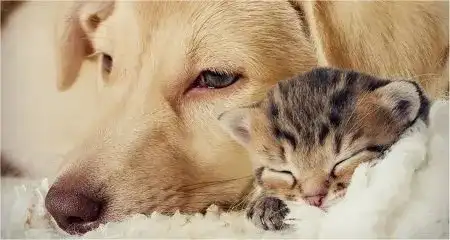 Small Animal