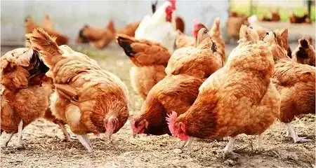 Poultry