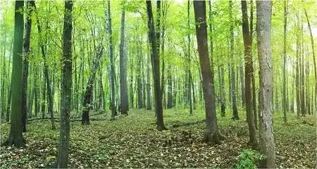 Forestry & Wood Products
