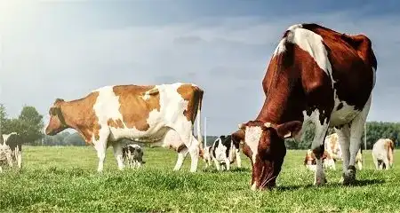 Cattle Breeding